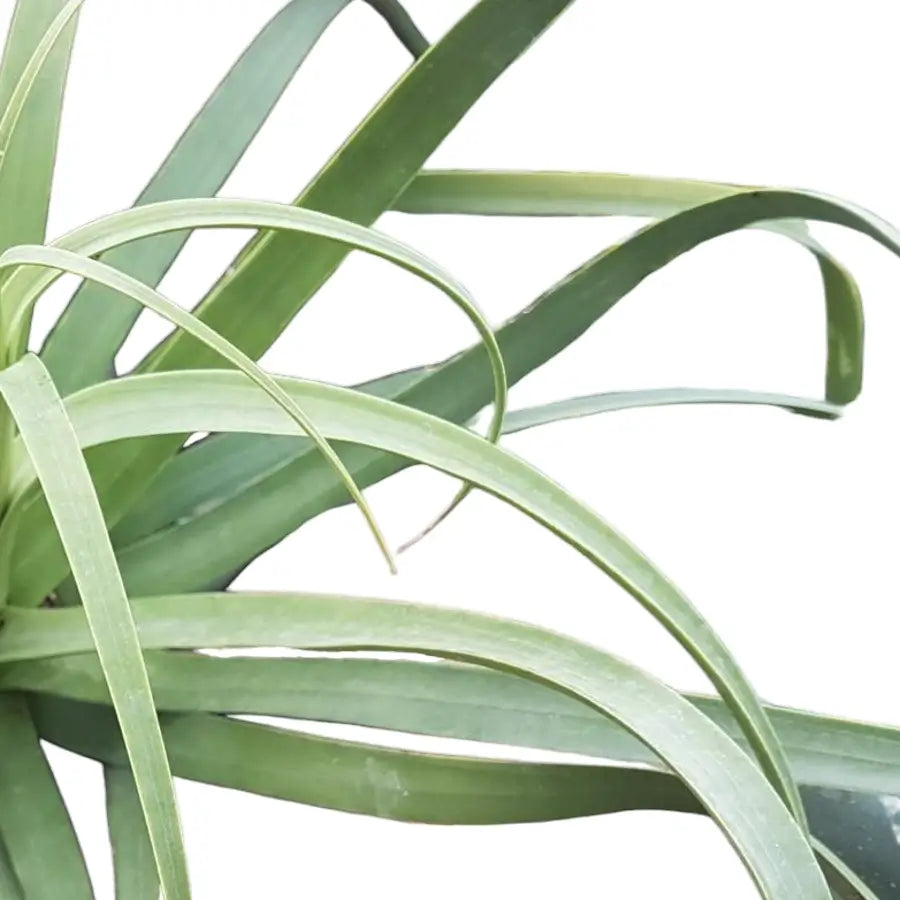 Agave bracteosa – Blattdetail vor weißem Hintergrund..