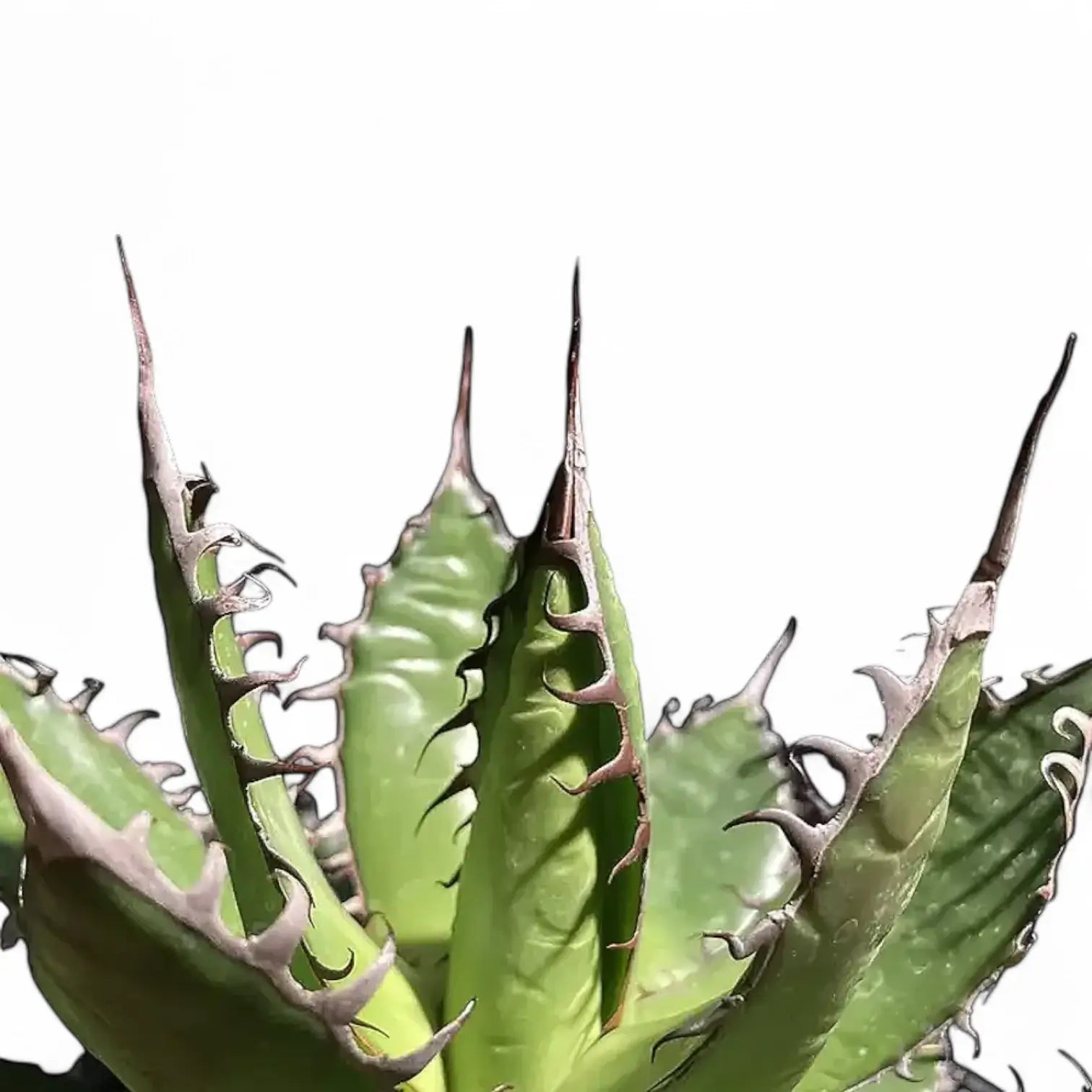 Agave horrida – Blattdetail vor weißem Hintergrund..