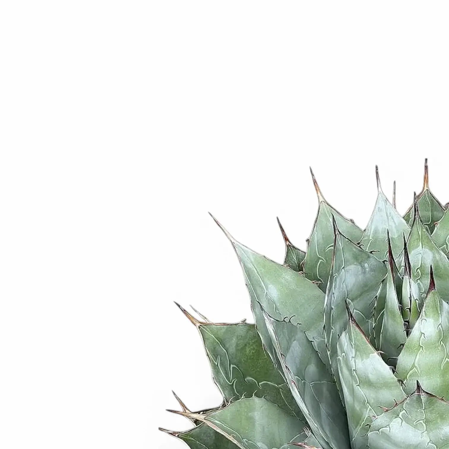 Agave parrasana – Blattdetail vor weißem Hintergrund..