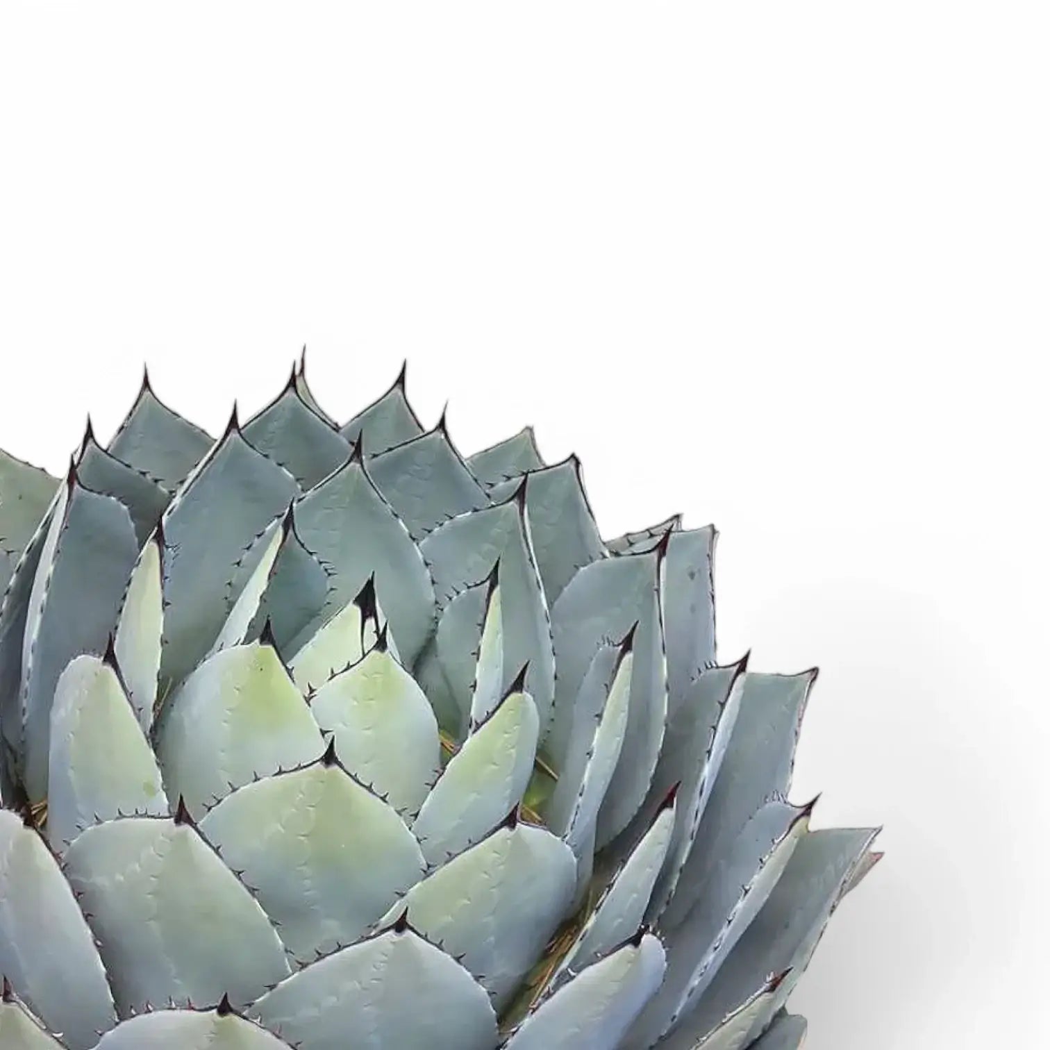 Agave parryi var truncata – Blattdetail vor weißem Hintergrund..