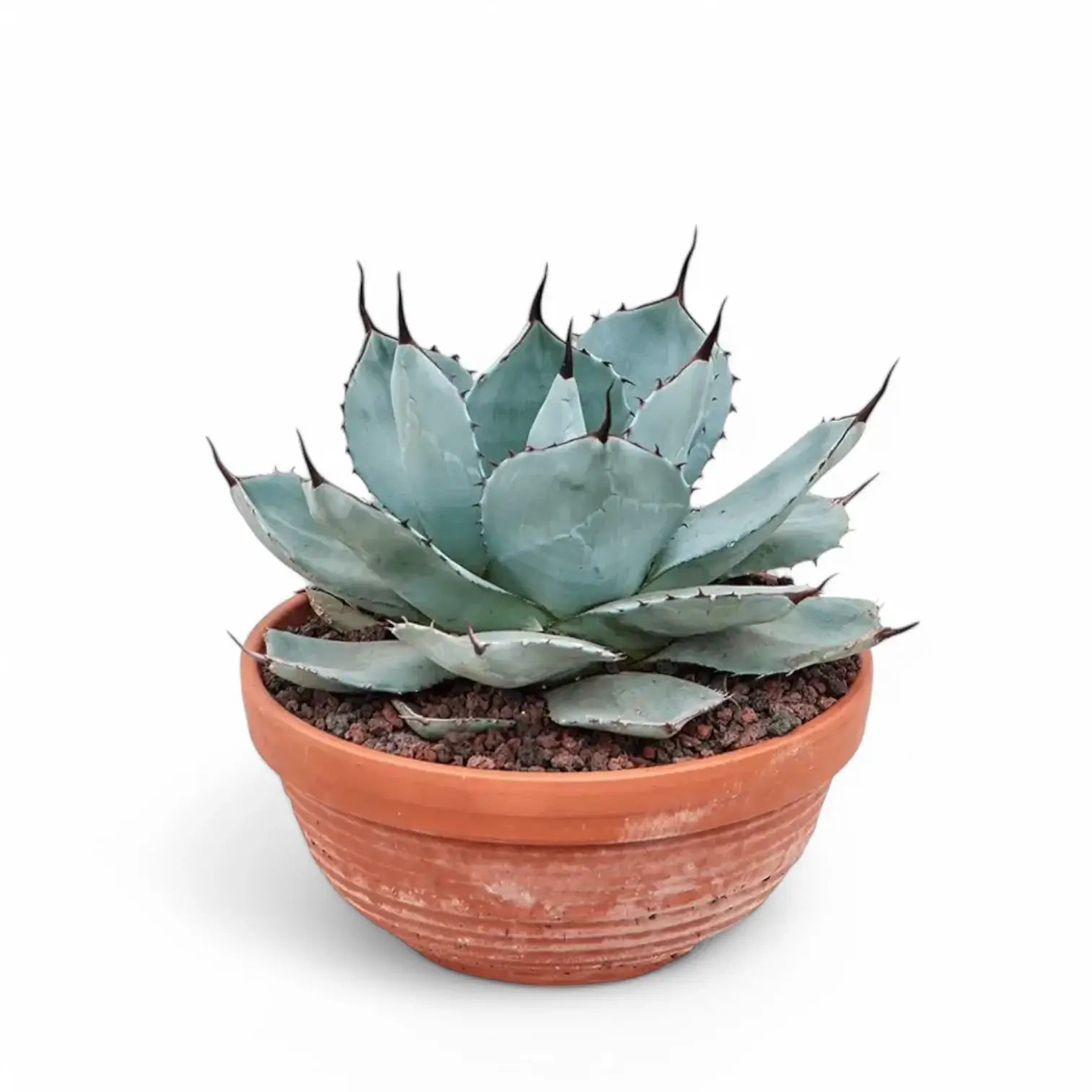Agave parryi var truncata Zimmerpflanze im Anzuchttopf vor weiĂźem Hintergrund, Produktfoto 2.
