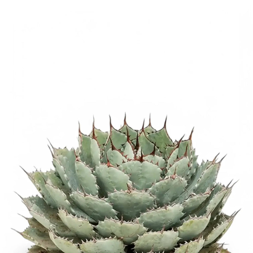 Agave potatorum f. compacta leaf close-up on white background.