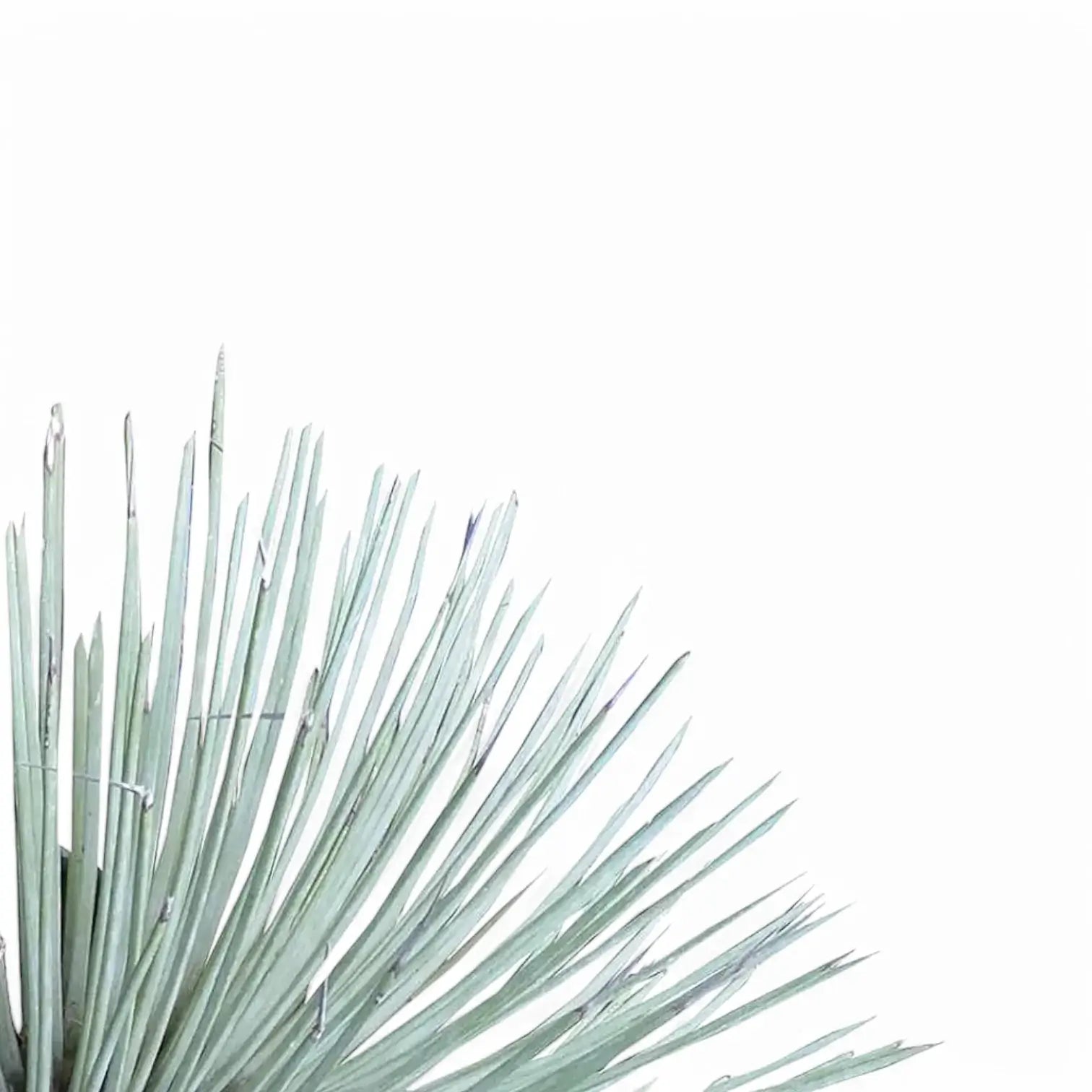 Agave stricta – Blattdetail vor weißem Hintergrund..