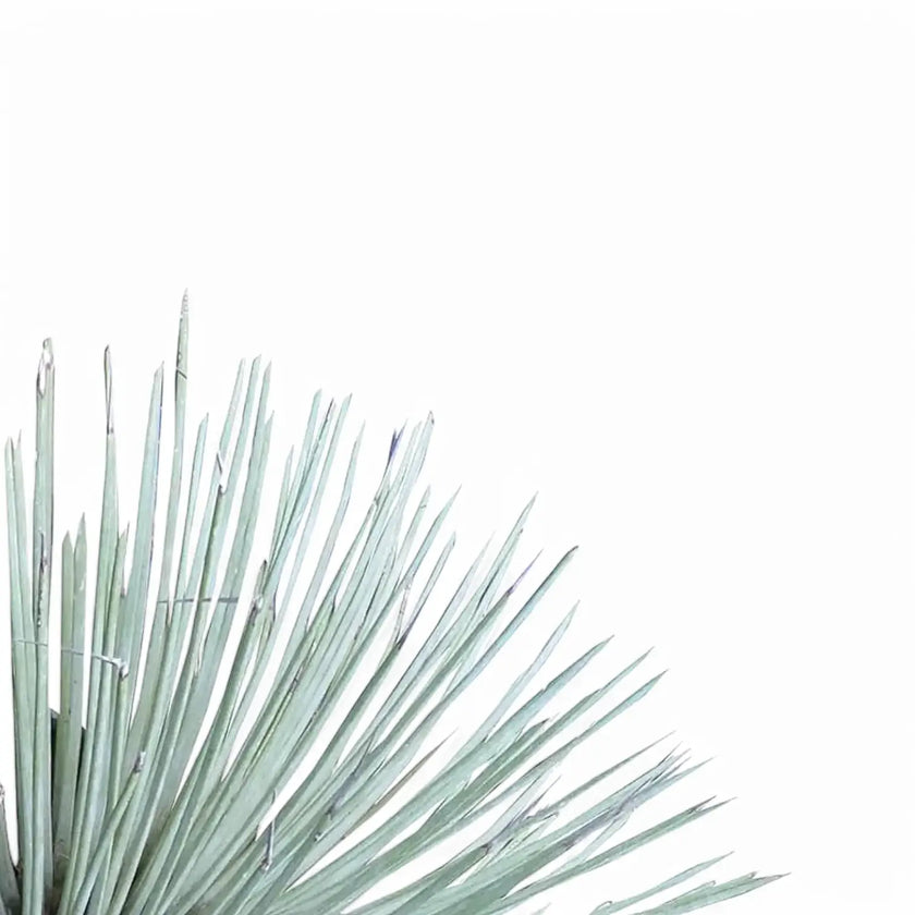 Agave stricta leaf close-up on white background.