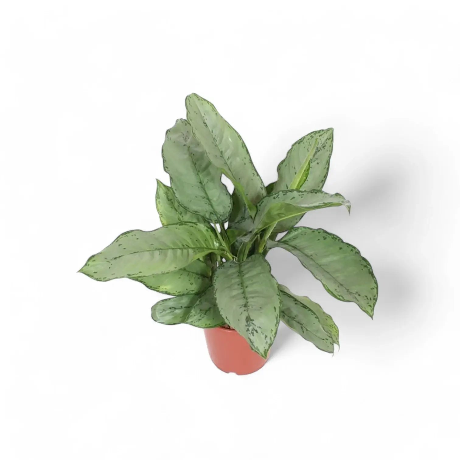 Aglaonema 'B.J. Freedman' potted houseplant in nursery pot on white background, product photo 2.