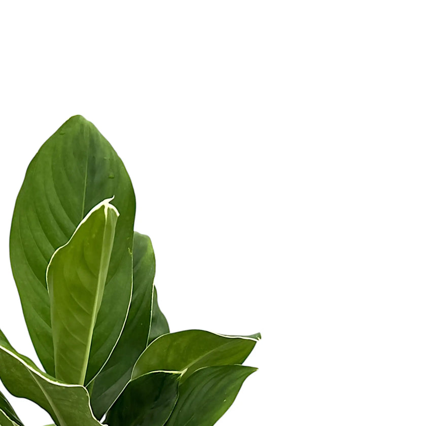 Aglaonema ‘Cintho King’ – Blattdetail vor weißem Hintergrund..