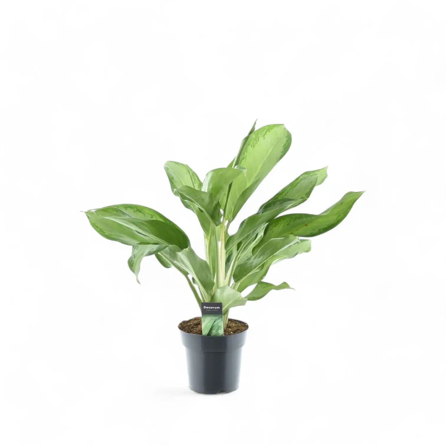 Aglaonema 'Cleopatra' Zimmerpflanze im Anzuchttopf vor weißem Hintergrund, Produktfoto 2.