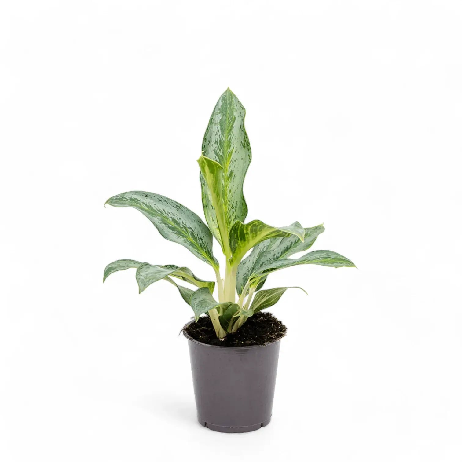 Aglaonema 'Emerald Stone' potted houseplant in nursery pot on white background, product photo 3.