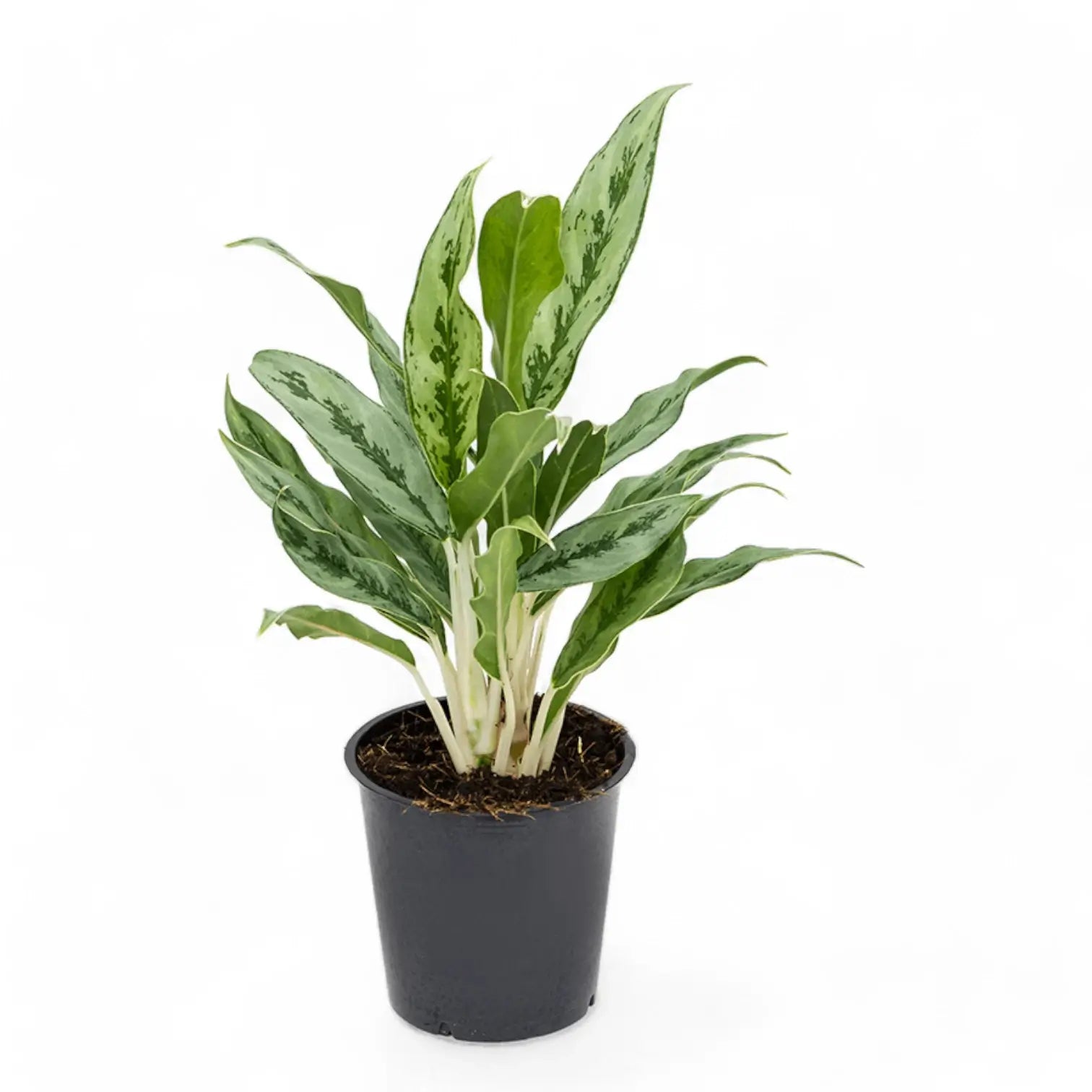Aglaonema 'Greyhound' Zimmerpflanze im Anzuchttopf vor weißem Hintergrund, Produktfoto 2.