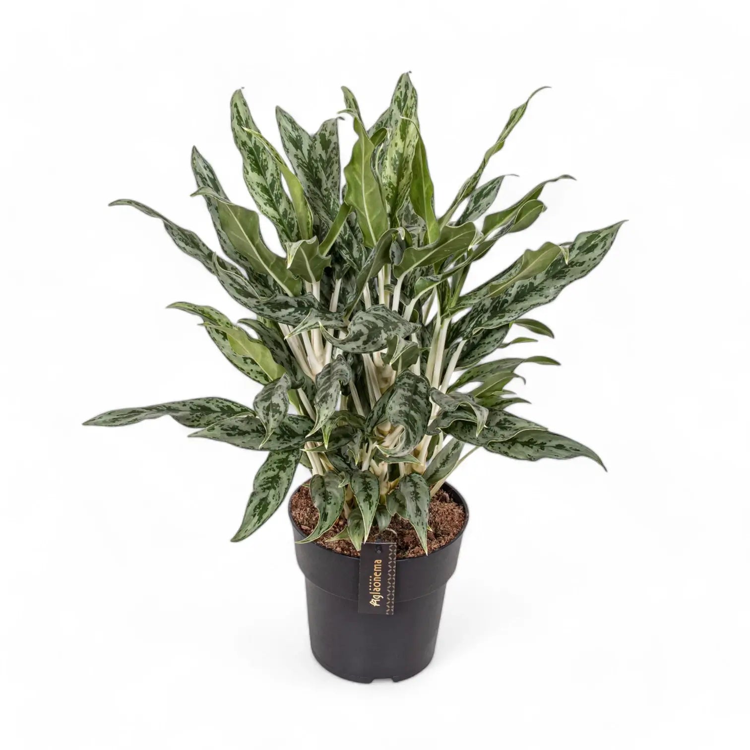 Aglaonema 'Greyhound' Zimmerpflanze im Anzuchttopf vor weißem Hintergrund, Produktfoto 5.