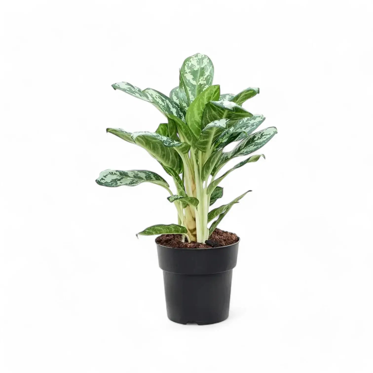 Aglaonema 'Jungle Silver' Zimmerpflanze im Anzuchttopf vor weißem Hintergrund, Produktfoto 2.