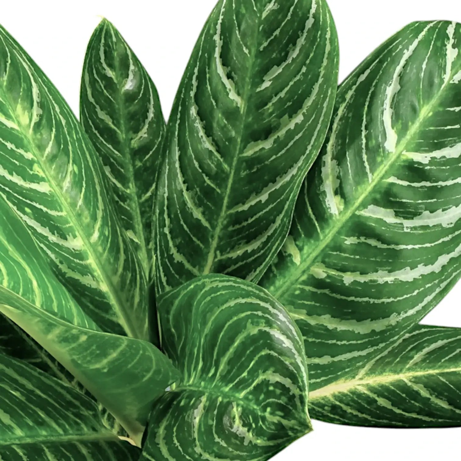 Aglaonema 'Key Lime' – Blattdetail vor weißem Hintergrund..