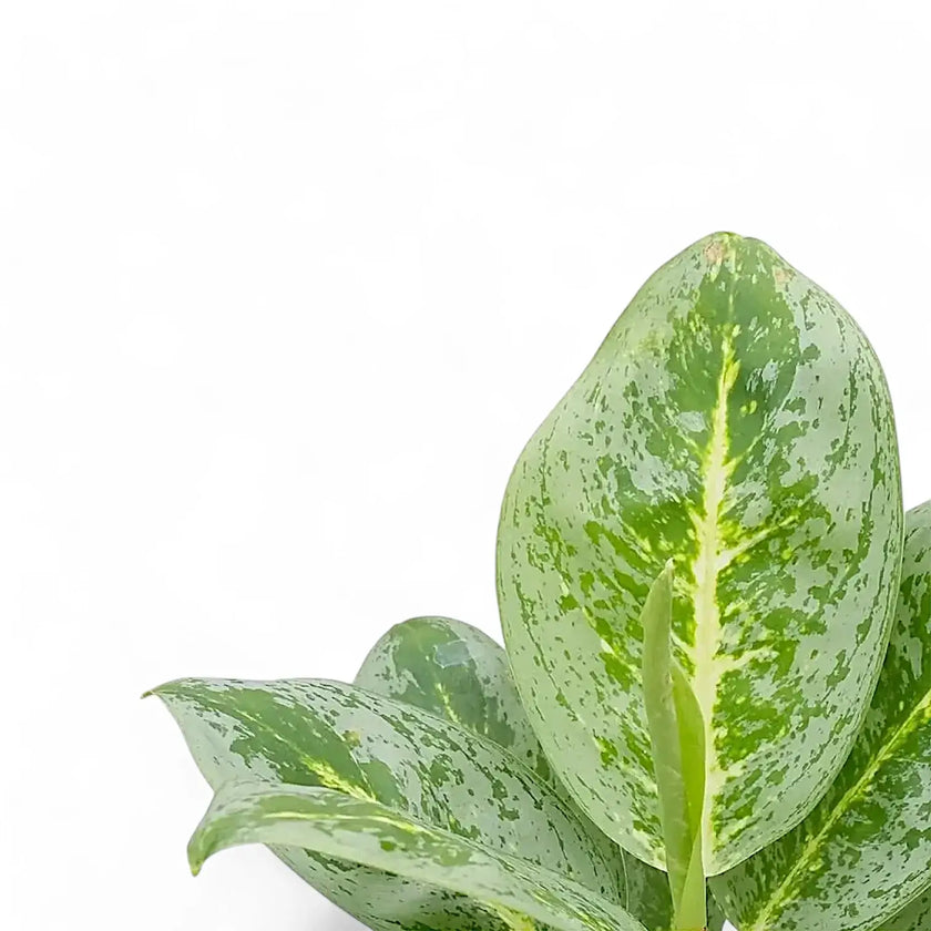 Aglaonema 'Lemon Mint' leaf close-up on white background.