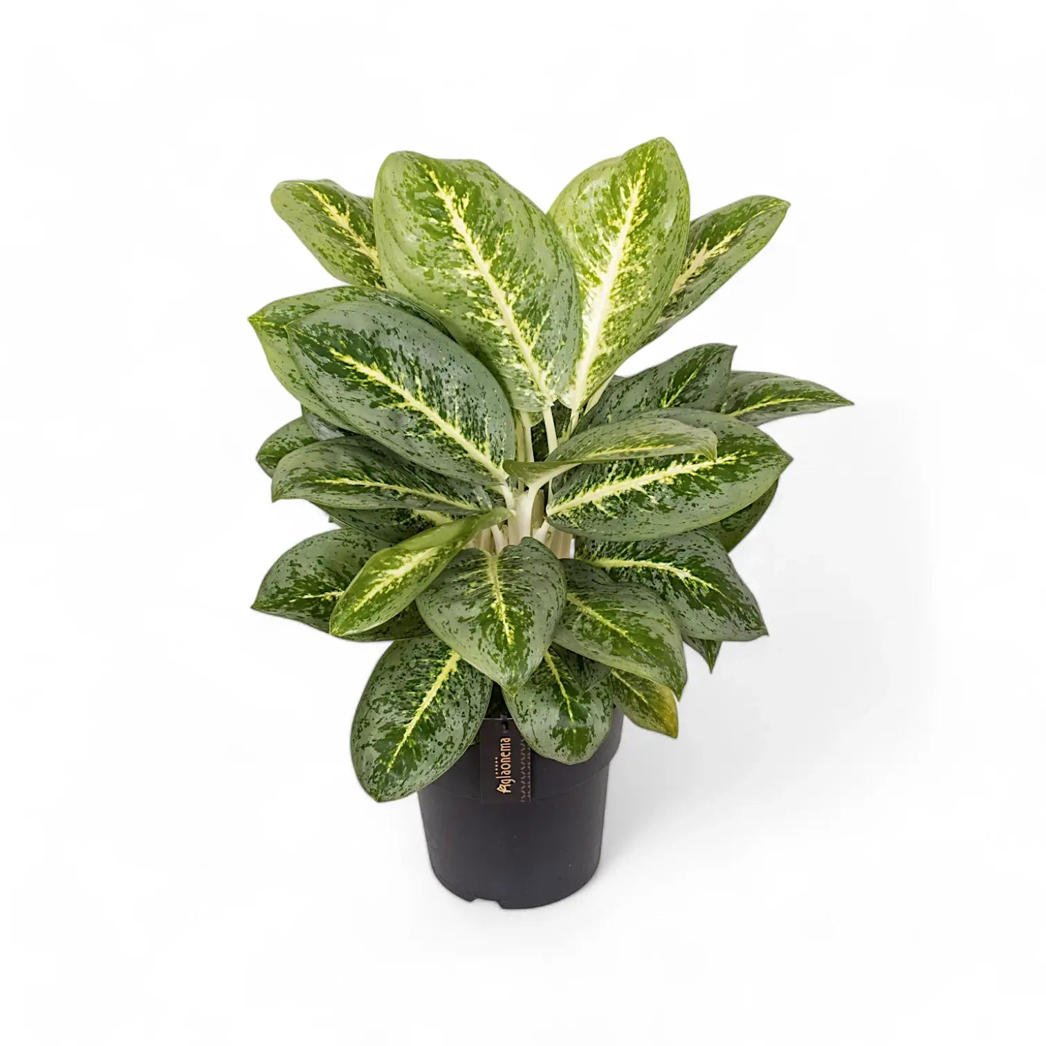 Aglaonema 'Lemon Mint' Zimmerpflanze im Anzuchttopf vor weißem Hintergrund, Produktfoto 3.
