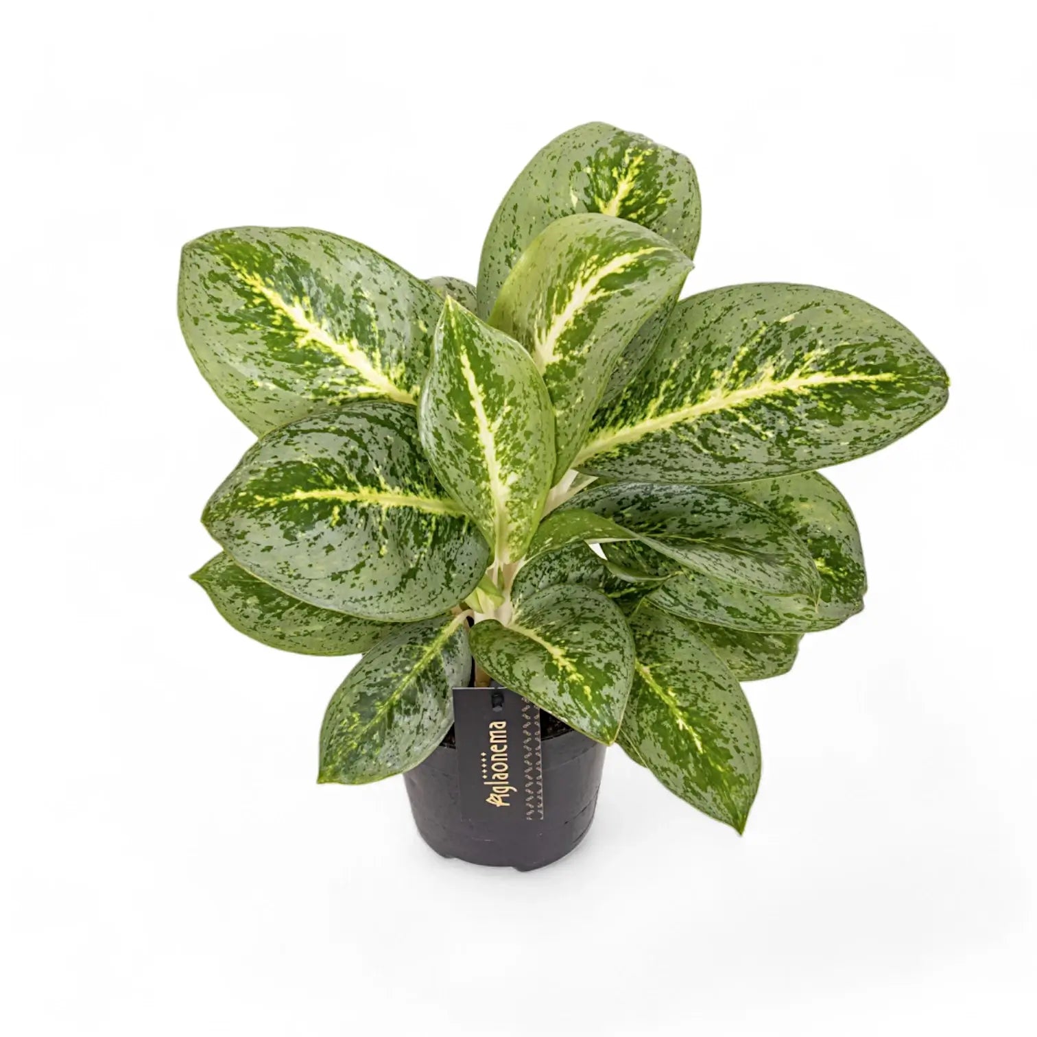 Aglaonema 'Lemon Mint' Zimmerpflanze im Anzuchttopf vor weißem Hintergrund, Produktfoto 5.