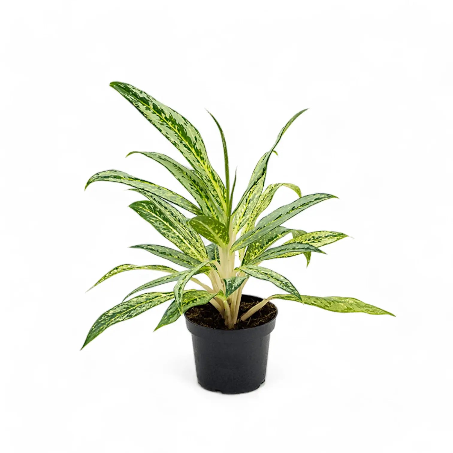 Aglaonema 'Matcha Lemon' Zimmerpflanze im Anzuchttopf vor weiĂźem Hintergrund, Produktfoto 2.