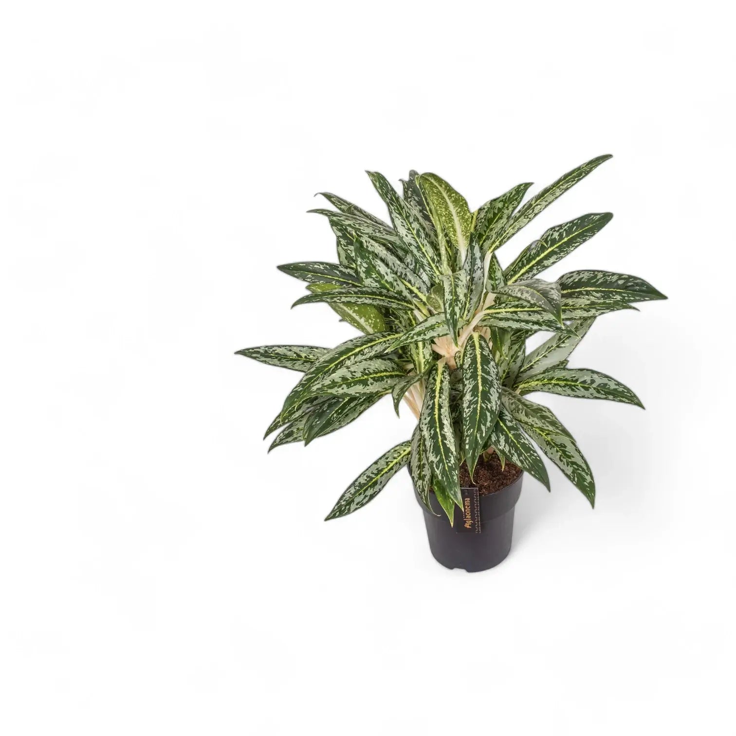 Aglaonema 'Matcha Lemon' Zimmerpflanze im Anzuchttopf vor weiĂźem Hintergrund, Produktfoto 3.