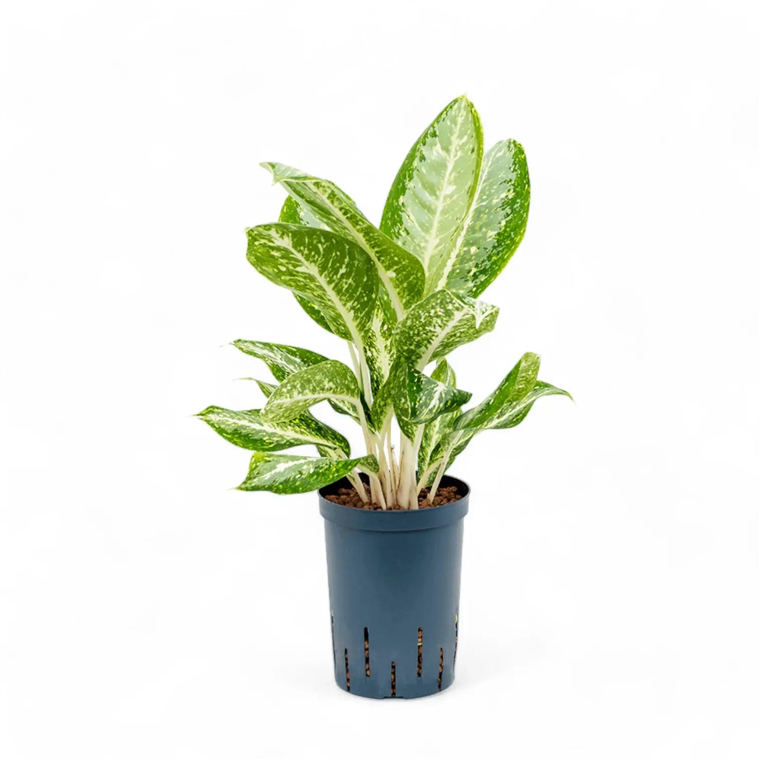 Aglaonema 'Milky way' Zimmerpflanze im Anzuchttopf vor weiĂźem Hintergrund, Produktfoto 2.