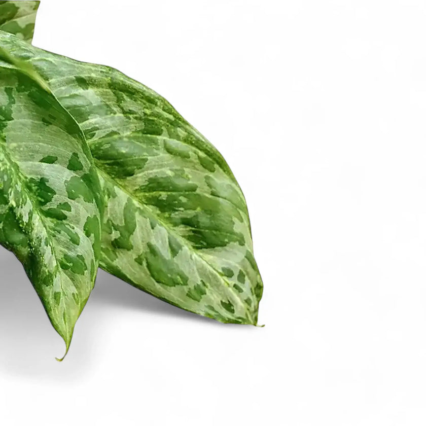 Aglaonema 'Pearl' leaf close-up on white background.