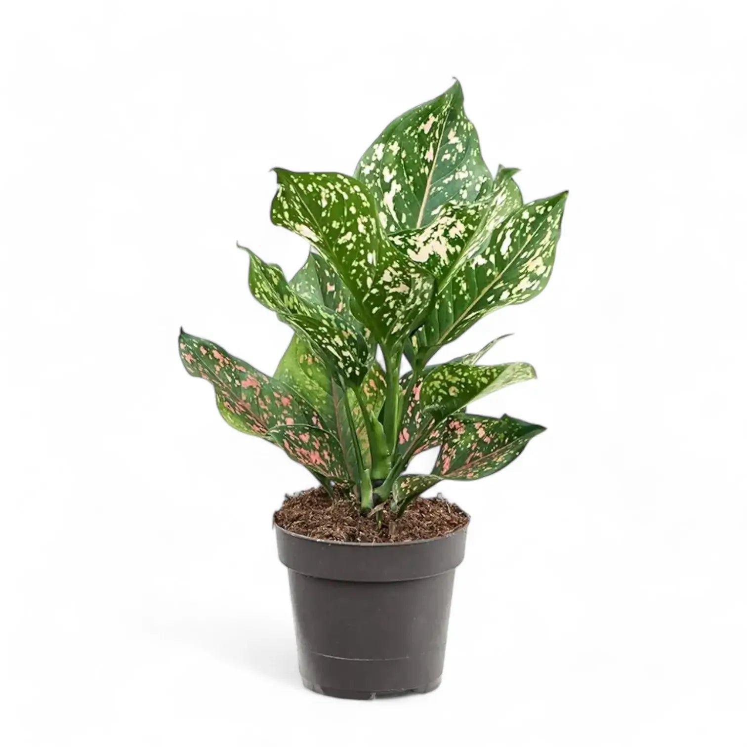 Aglaonema 'Pink Leopard' Zimmerpflanze im Anzuchttopf vor weiĂźem Hintergrund, Produktfoto 2.