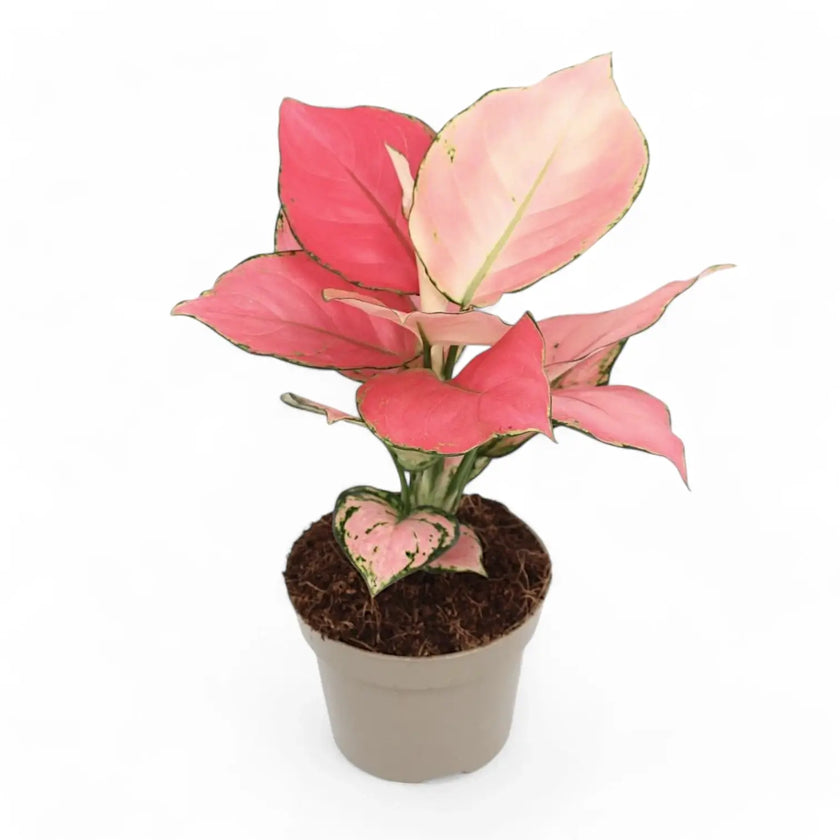 Aglaonema 'Pink Star' potted houseplant in nursery pot on white background, product photo 2.