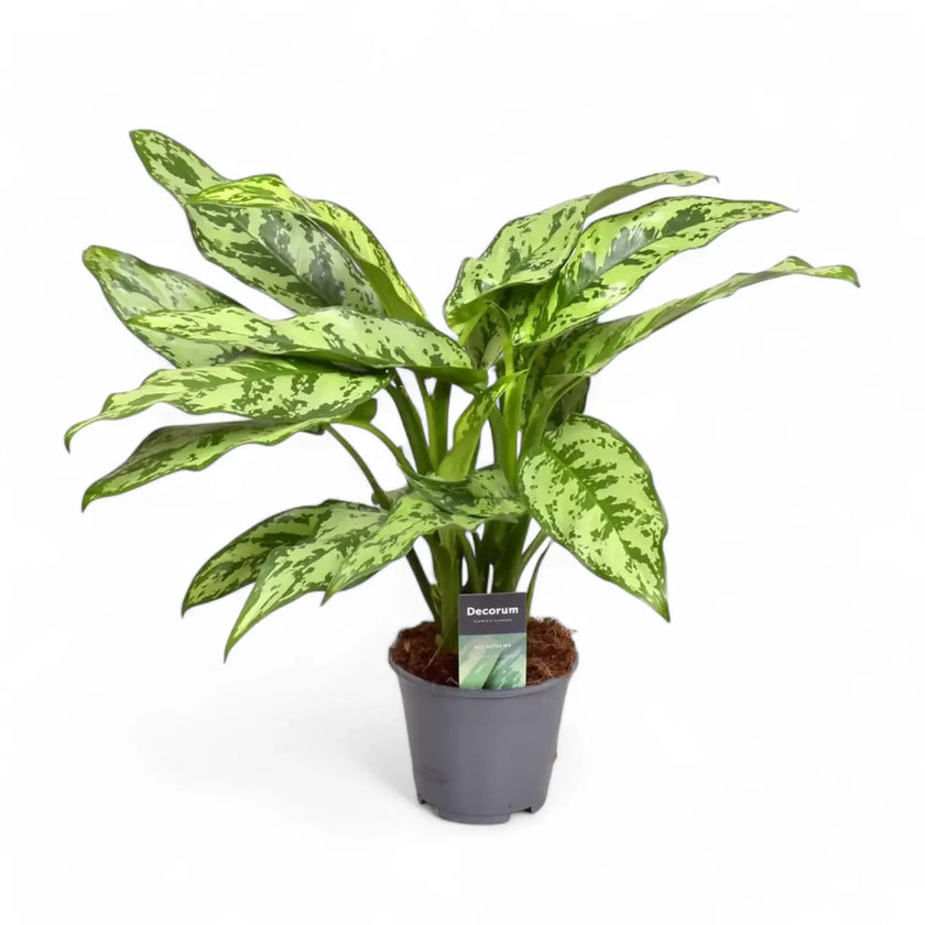 Aglaonema 'Romeo' potted houseplant in nursery pot on white background, product photo 2.