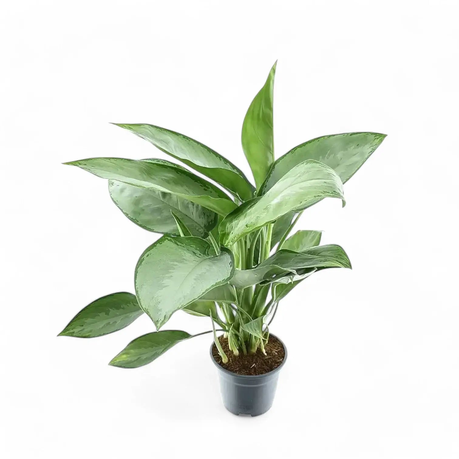 Aglaonema 'Silverado' Zimmerpflanze im Anzuchttopf vor weiĂźem Hintergrund, Produktfoto 2.