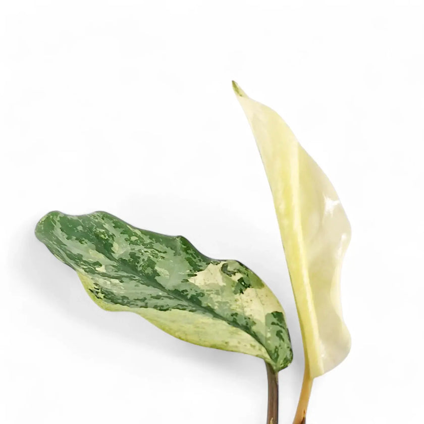 Aglaonema 'Spilt Milk' potted houseplant in nursery pot on white background, product photo 2.