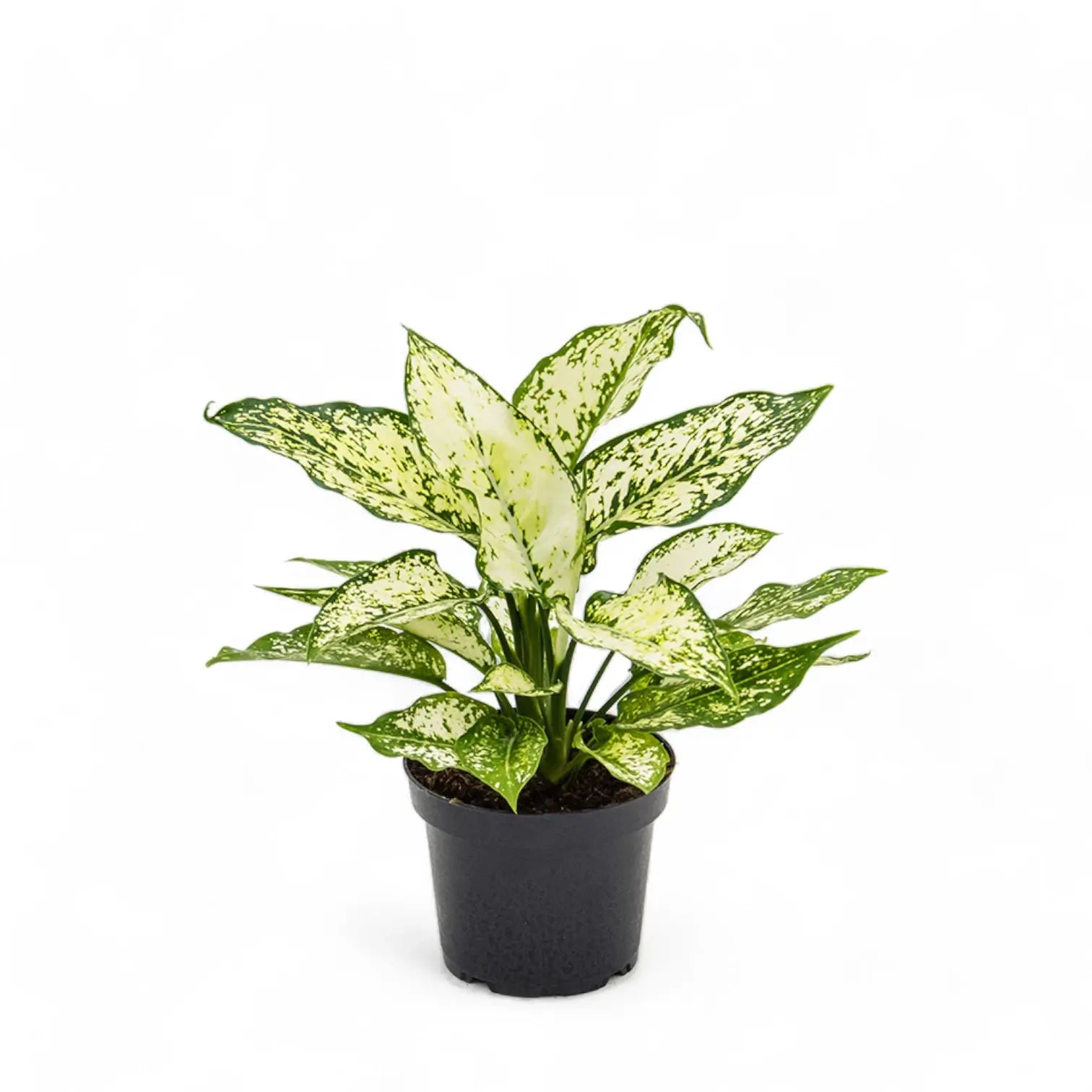 Aglaonema 'White Kiwi' Zimmerpflanze im Anzuchttopf vor weißem Hintergrund, Produktfoto 2.