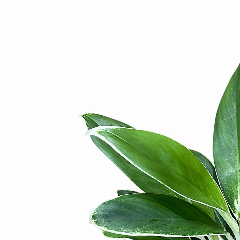 Aglaonema 'White Lime' – Blattdetail vor weißem Hintergrund..