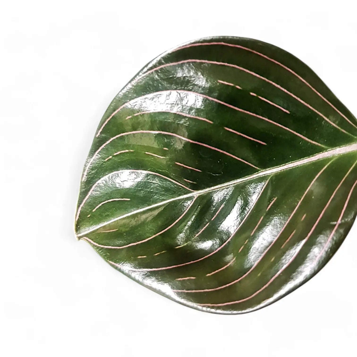 Aglaonema rotundum Zimmerpflanze im Anzuchttopf vor weiĂźem Hintergrund, Produktfoto 2.