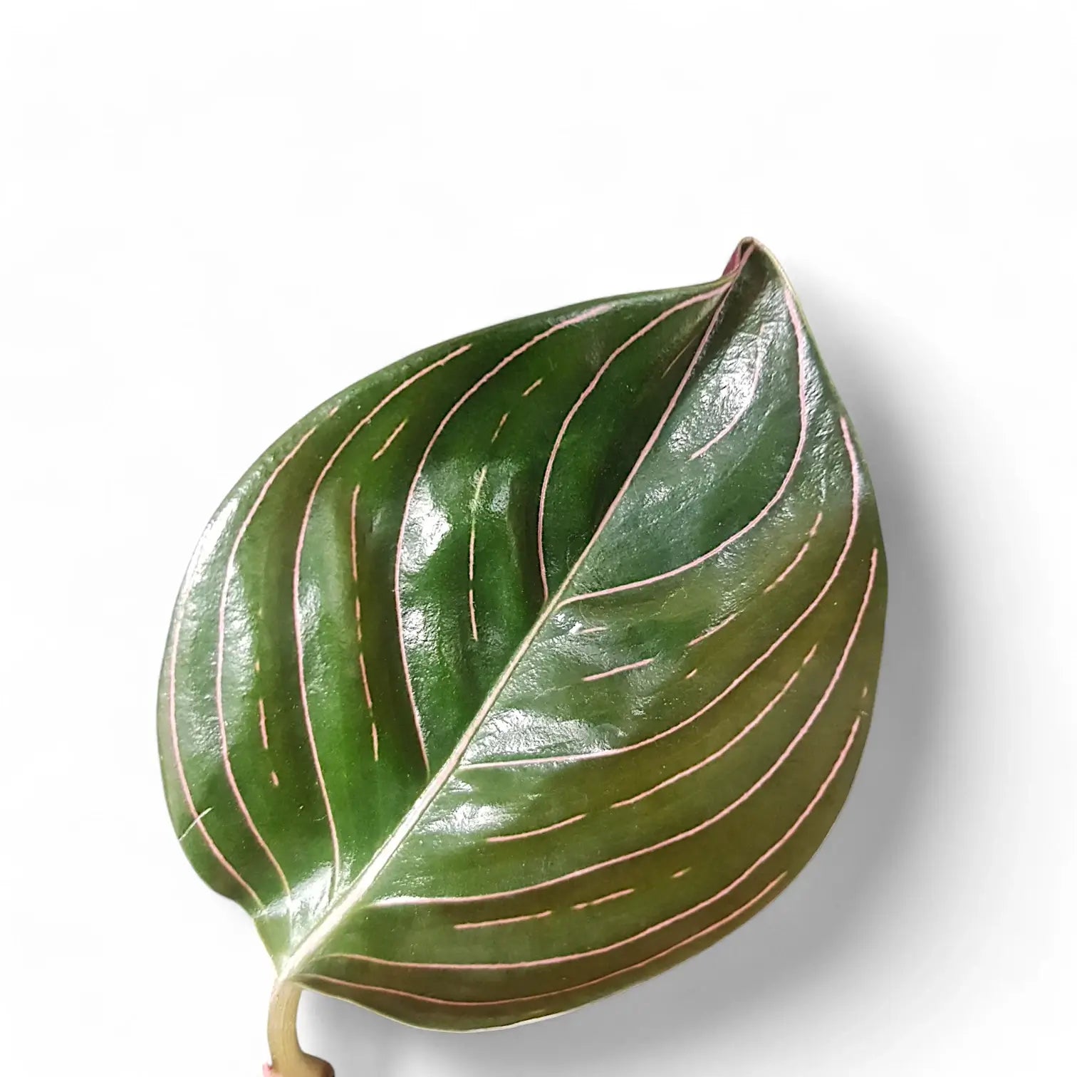 Aglaonema rotundum Zimmerpflanze im Anzuchttopf vor weiĂźem Hintergrund, Produktfoto 3.