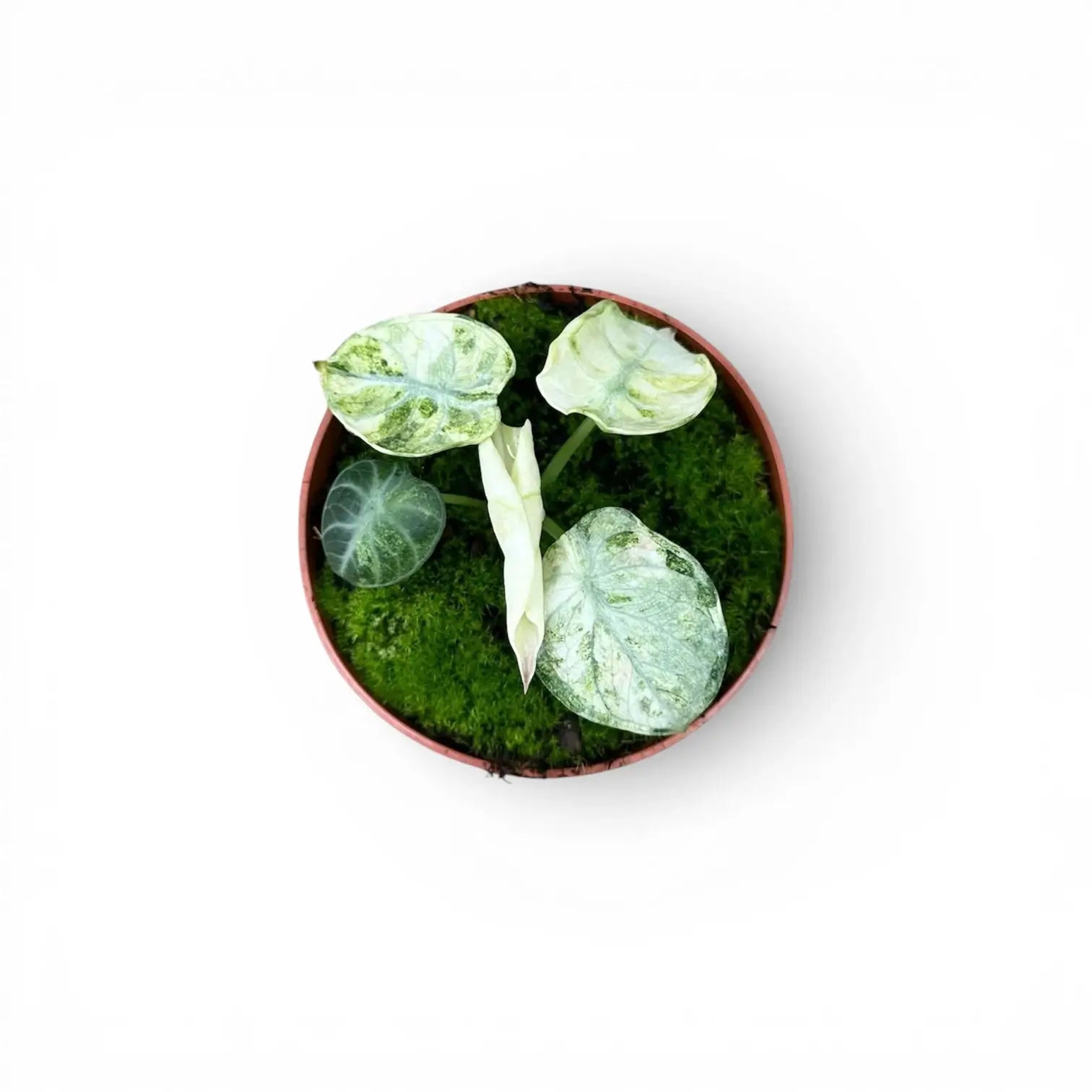 Alocasia reginula 'Ninja Tricolor'