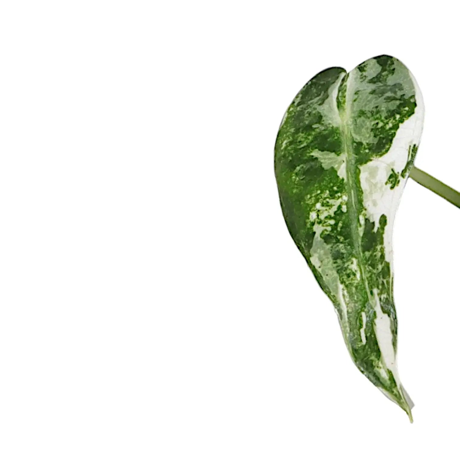 Alocasia 'Bambino Arrow' Albo-Variegata leaf close-up on white background.