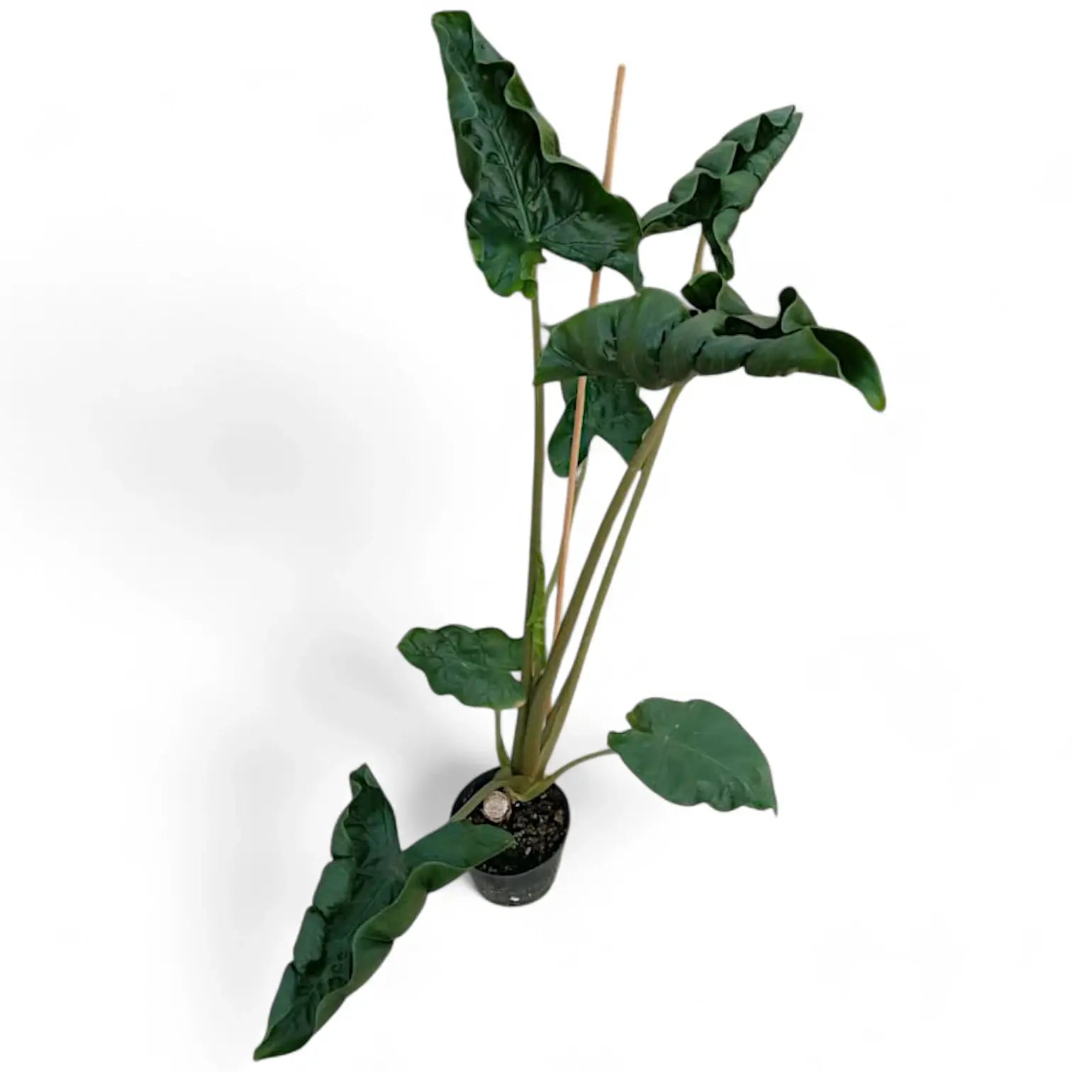 Alocasia 'Dragon Tail' Zimmerpflanze im Anzuchttopf vor weißem Hintergrund, Produktfoto 7.