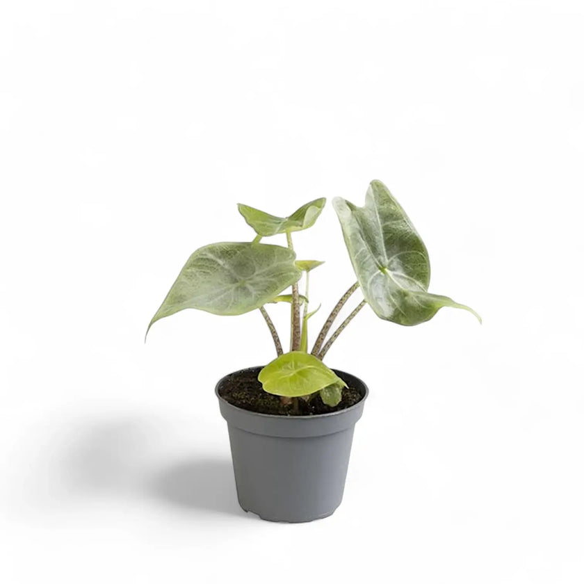 Alocasia 'Ivory Coast' potted houseplant in nursery pot on white background, product photo 2.