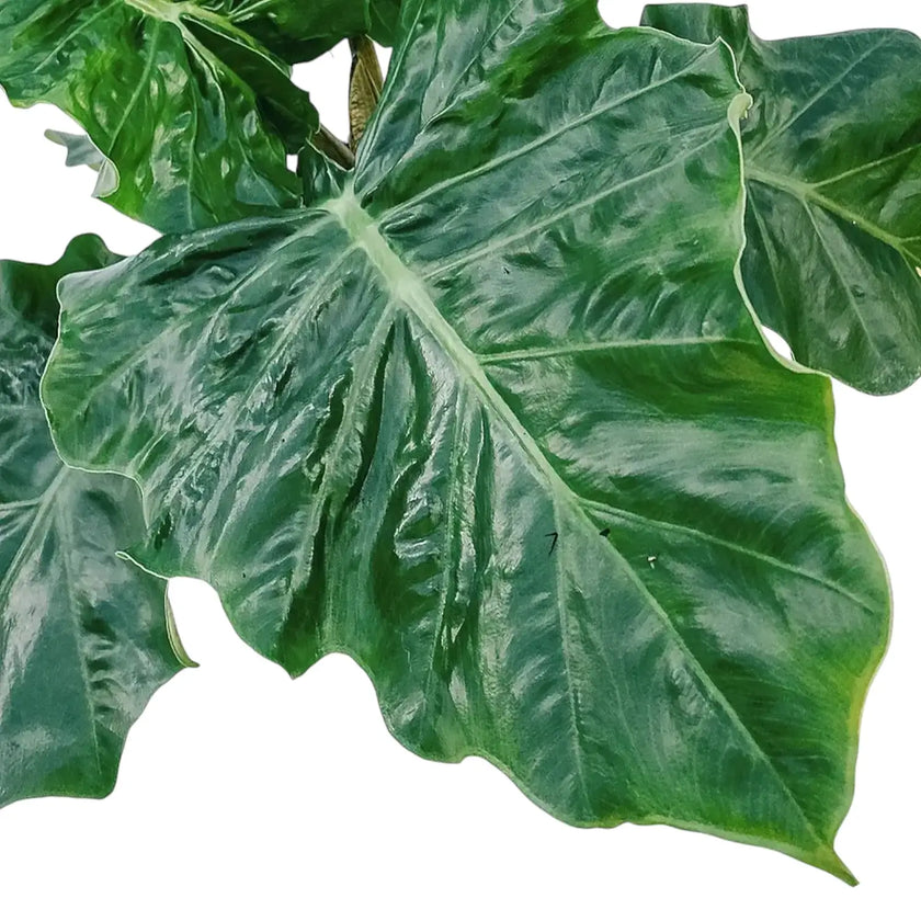 Alocasia 'Low Rider' leaf close-up on white background.