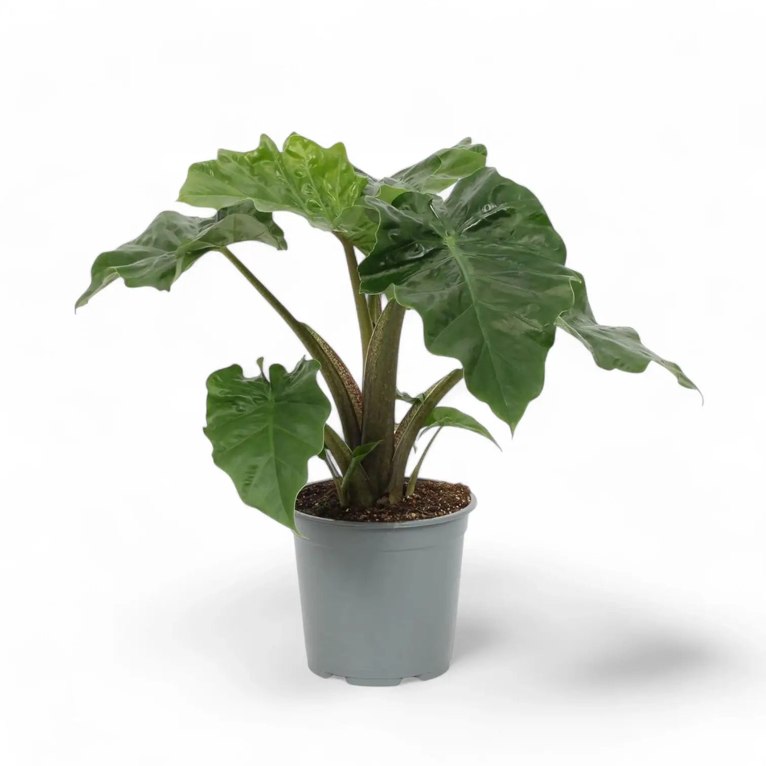 Alocasia 'Low Rider' potted houseplant in nursery pot on white background, product photo 3.