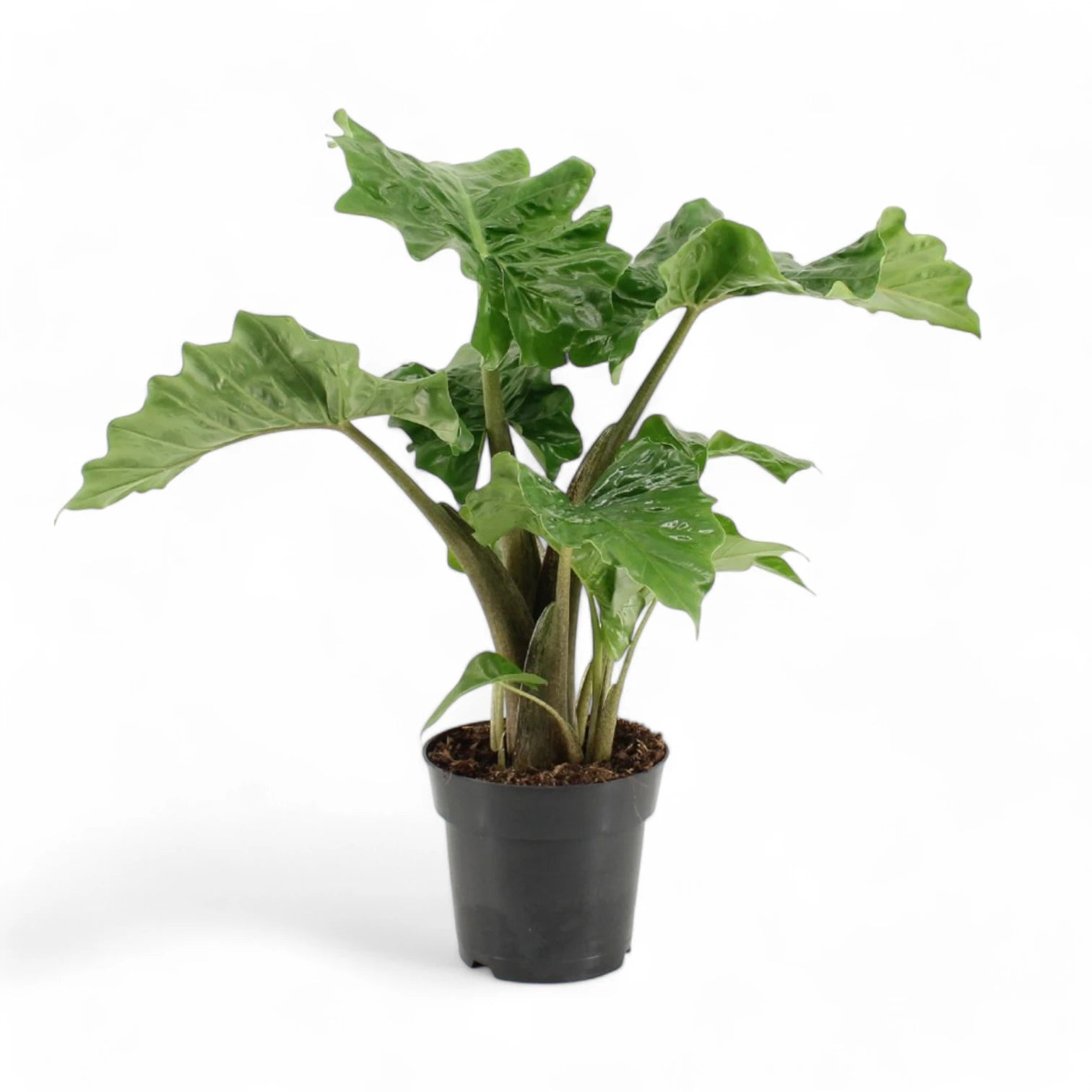 Alocasia 'Low Rider' potted houseplant in nursery pot on white background, product photo 5.