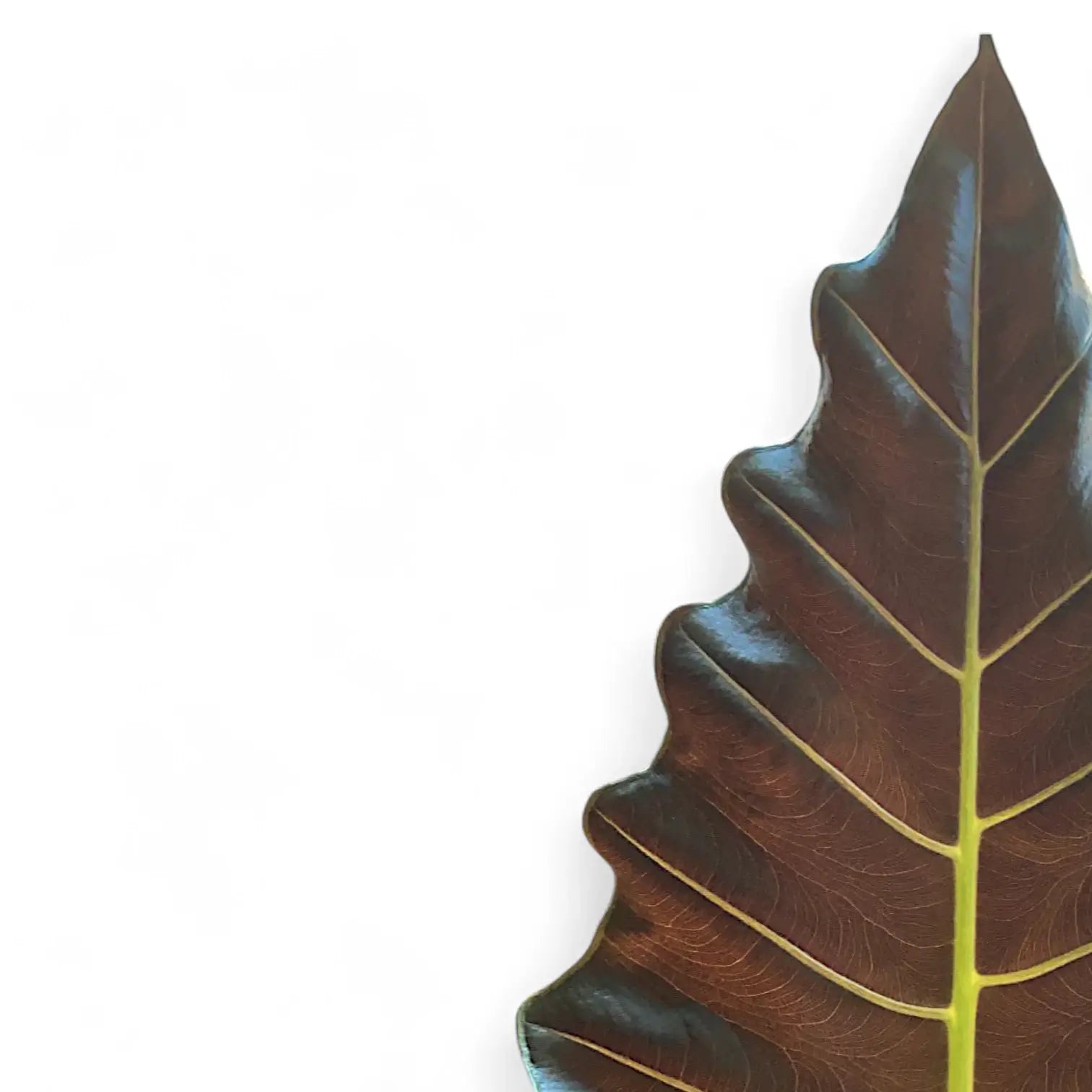 Alocasia ‘Mayan Mask’ ('Williams Hybrid’) leaf close-up on white background.