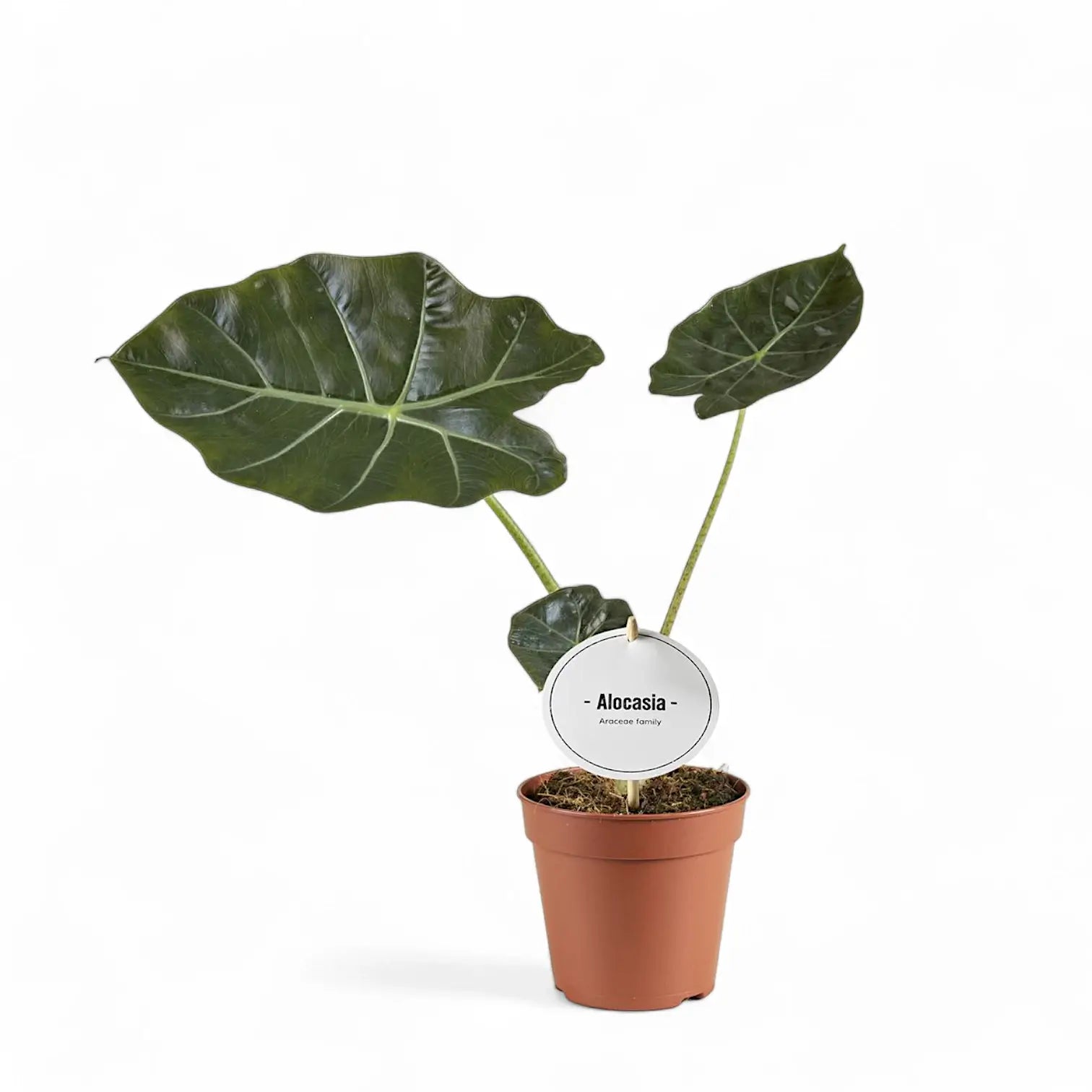 Alocasia ‘Mayan Mask’ ('Williams Hybrid’) potted houseplant in nursery pot on white background, product photo 2.