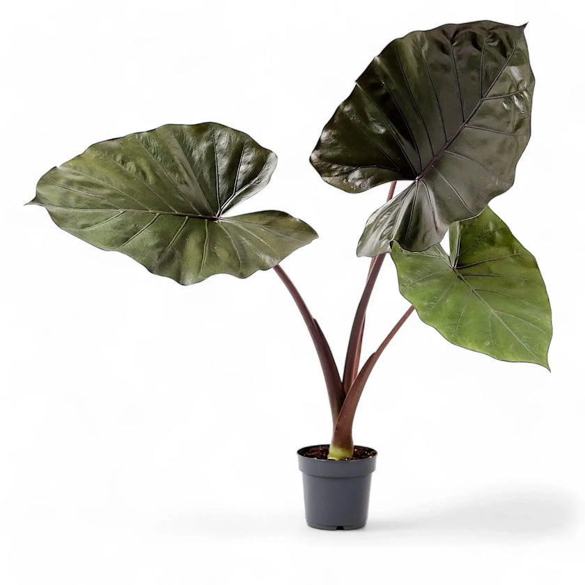 Alocasia 'Metalhead' potted houseplant in nursery pot on white background, product photo 2.