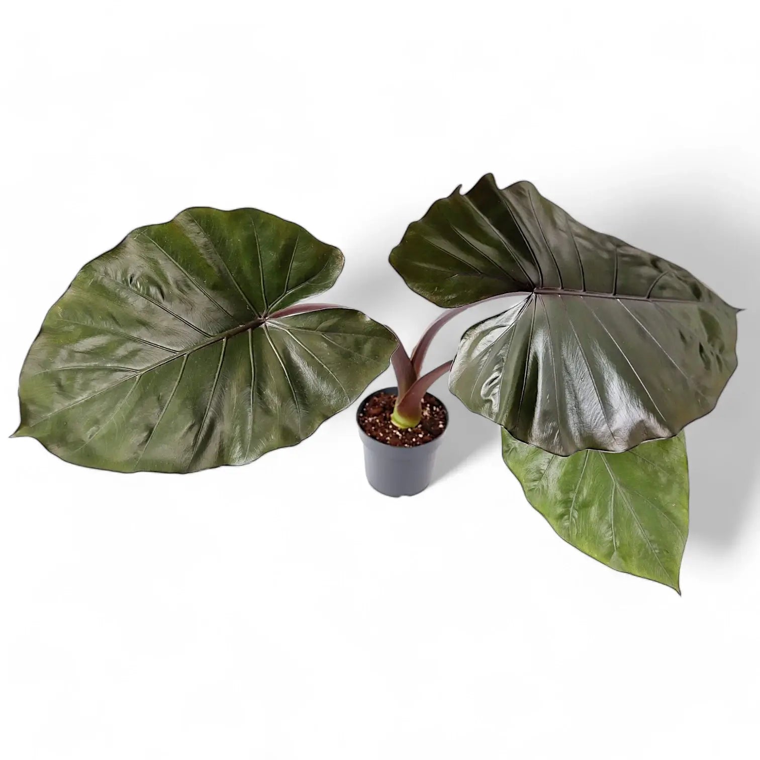 Alocasia 'Metalhead' Zimmerpflanze im Anzuchttopf vor weiĂźem Hintergrund, Produktfoto 3.