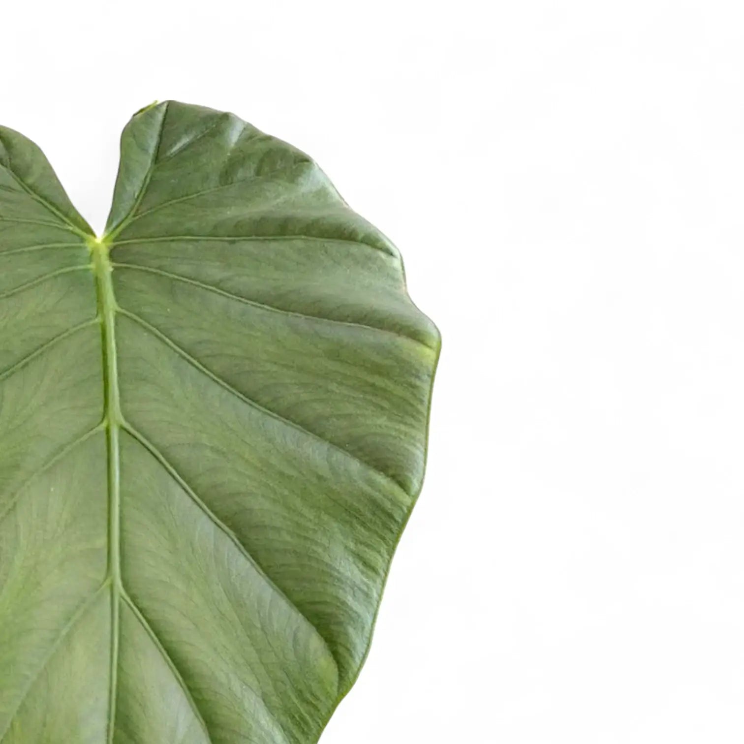 Alocasia 'Opal beauty' – Blattdetail vor weißem Hintergrund..