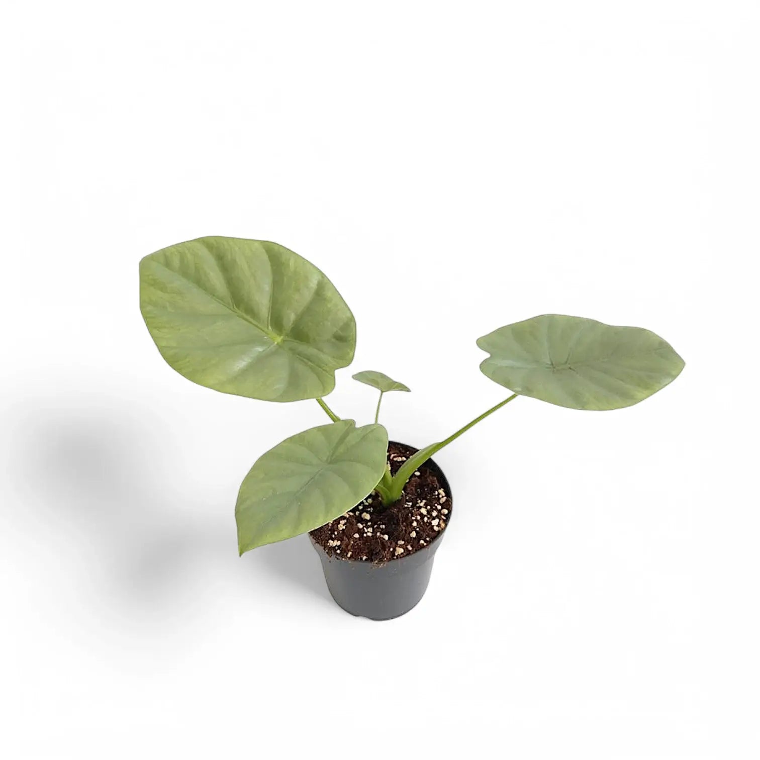 Alocasia 'Opal beauty' Zimmerpflanze im Anzuchttopf vor weiĂźem Hintergrund, Produktfoto 2.