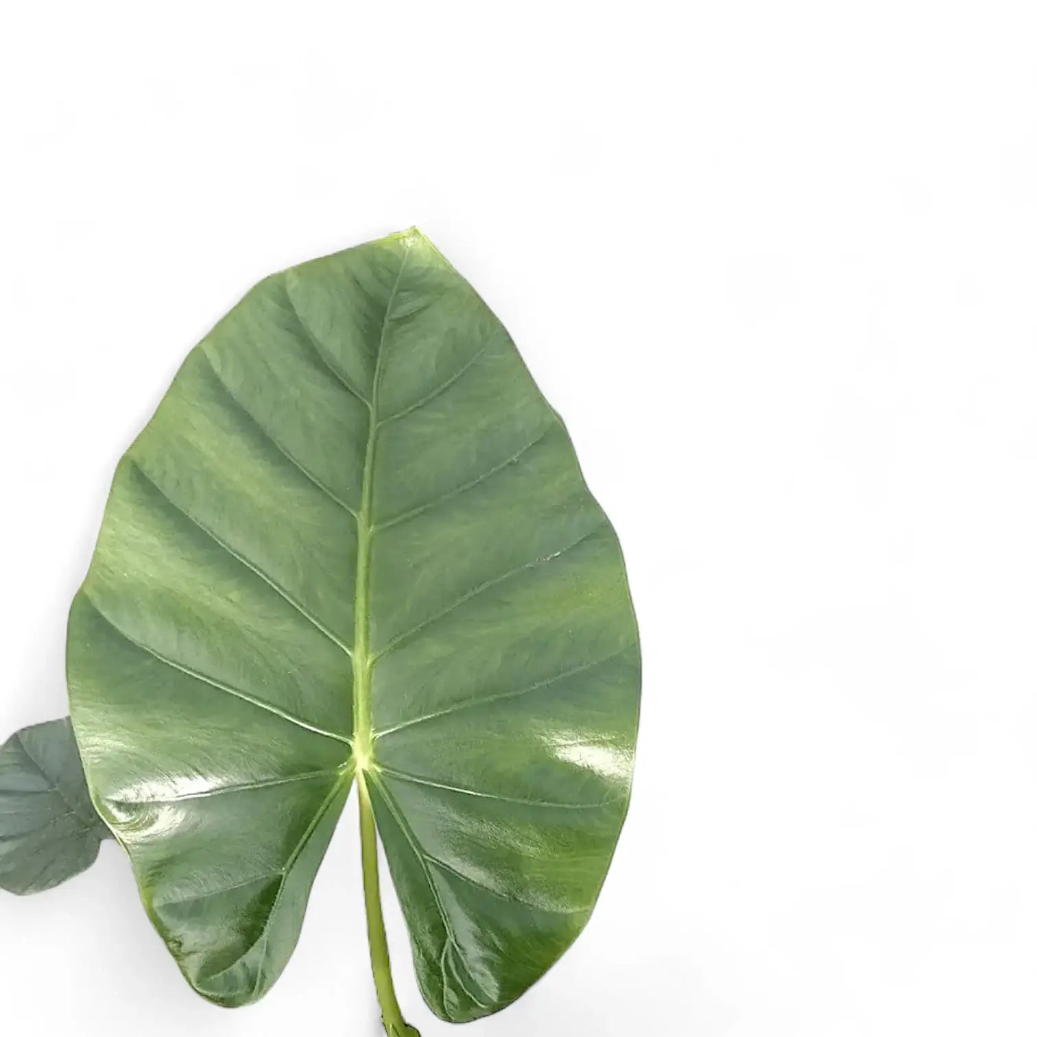 Alocasia 'Opal beauty' Zimmerpflanze im Anzuchttopf vor weiĂźem Hintergrund, Produktfoto 6.