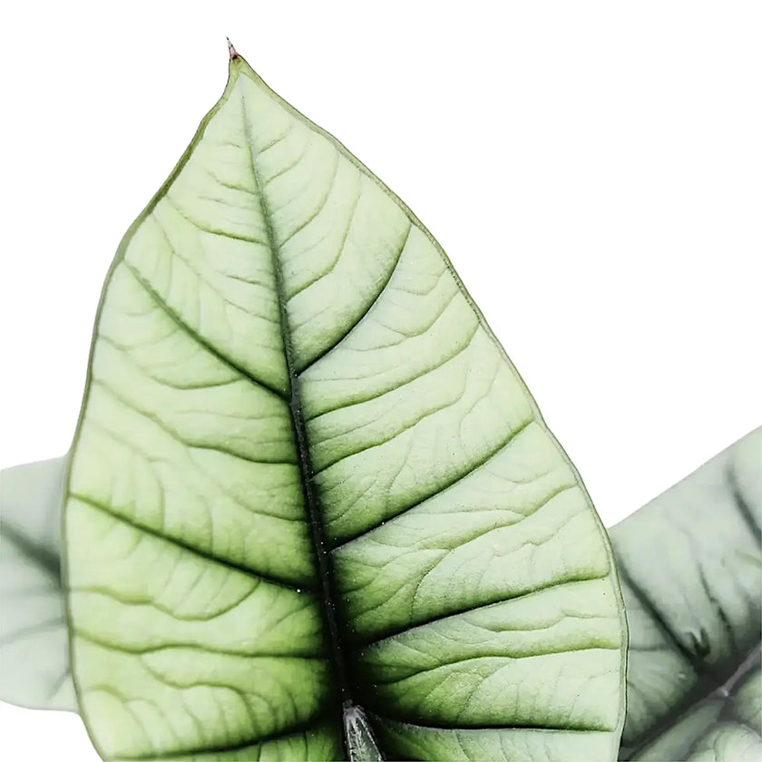 Alocasia 'Platinum' leaf close-up on white background.