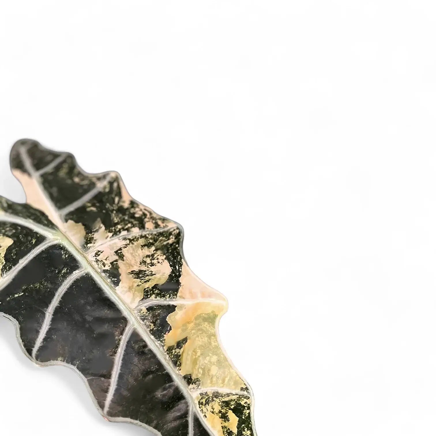 Alocasia 'Polly' variegata aurea – Blattdetail vor weißem Hintergrund..