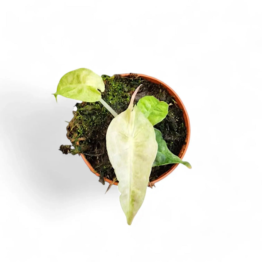 Alocasia 'Polly' variegata aurea potted houseplant in nursery pot on white background, product photo 2.