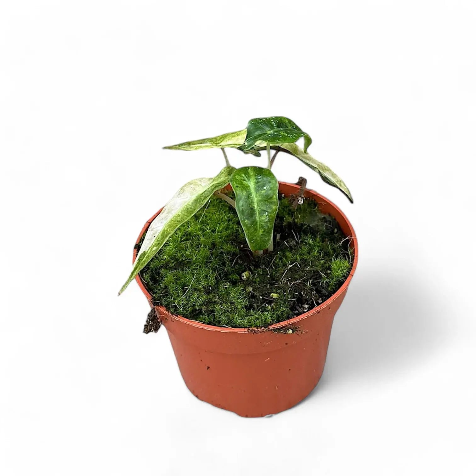 Alocasia 'Polly' variegata aurea Zimmerpflanze im Anzuchttopf vor weißem Hintergrund, Produktfoto 4.